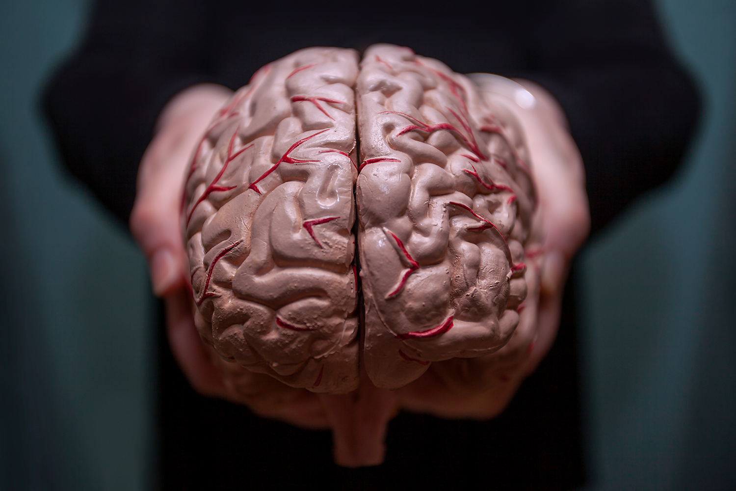 Human brain held in two hands