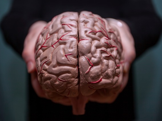 Human brain held in two hands