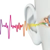 an image of sound waves going into the ear and reaching the cochlea